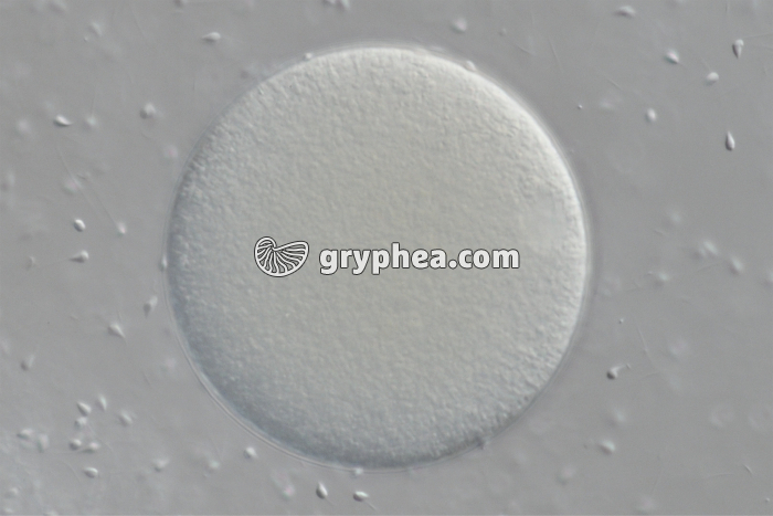 Fécondation chez l'Oursin x150 - gryphea.org